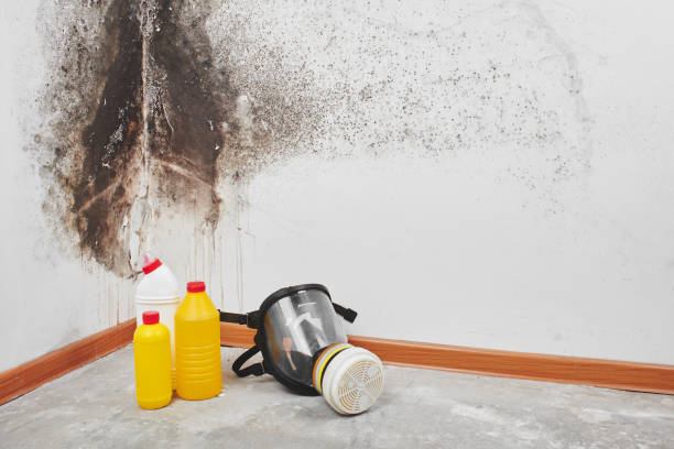 Why You Should Choose Our Mold Remediation Services in Burlingame, CA